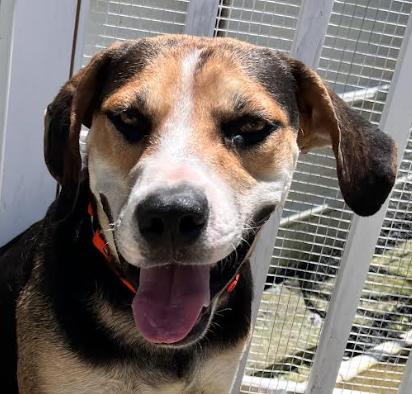 Enlarge Roscoe, a Adoptable mixed breed in Woburn, MA image 3/5