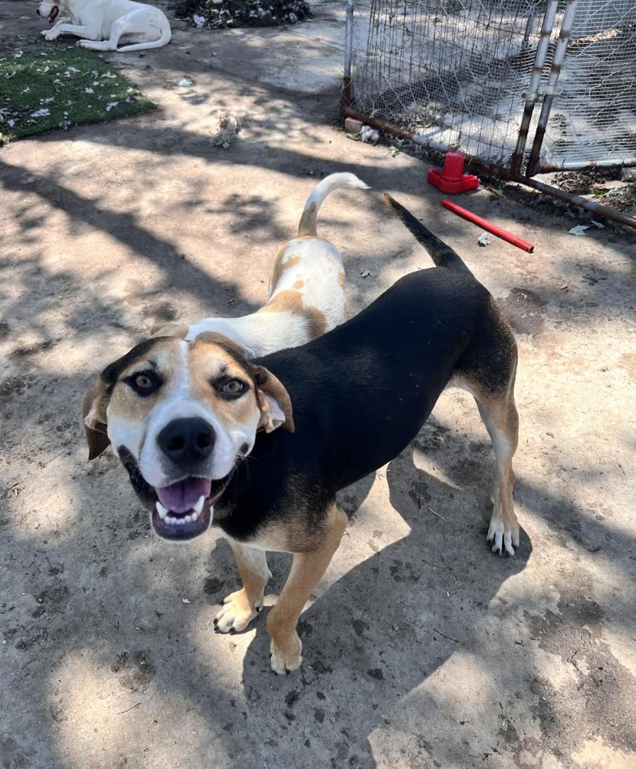 Enlarge Roscoe, a Adoptable mixed breed in Woburn, MA image 4/5