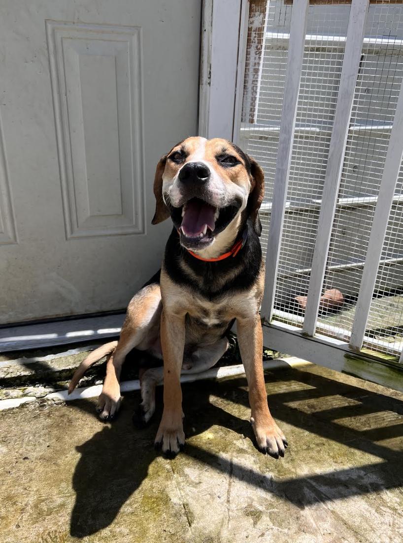 Roscoe — thumbnail 5