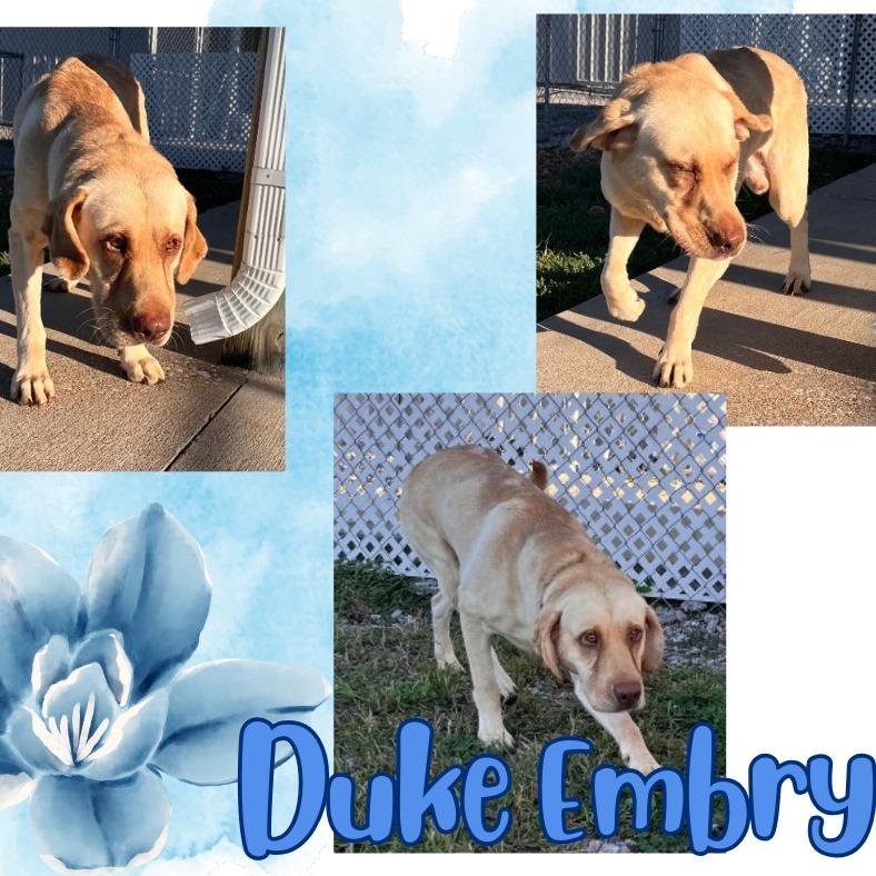 Enlarge Duke Embry, a Adoptable mixed breed in Clarksville, TN image 1/6