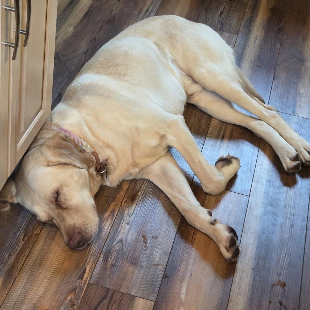 Enlarge Duke Embry, a Adoptable mixed breed in Clarksville, TN image 2/6