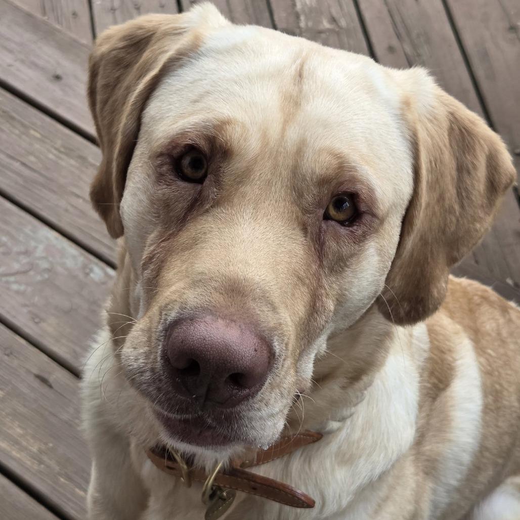 Enlarge Duke Embry, a Adoptable mixed breed in Clarksville, TN image 3/6