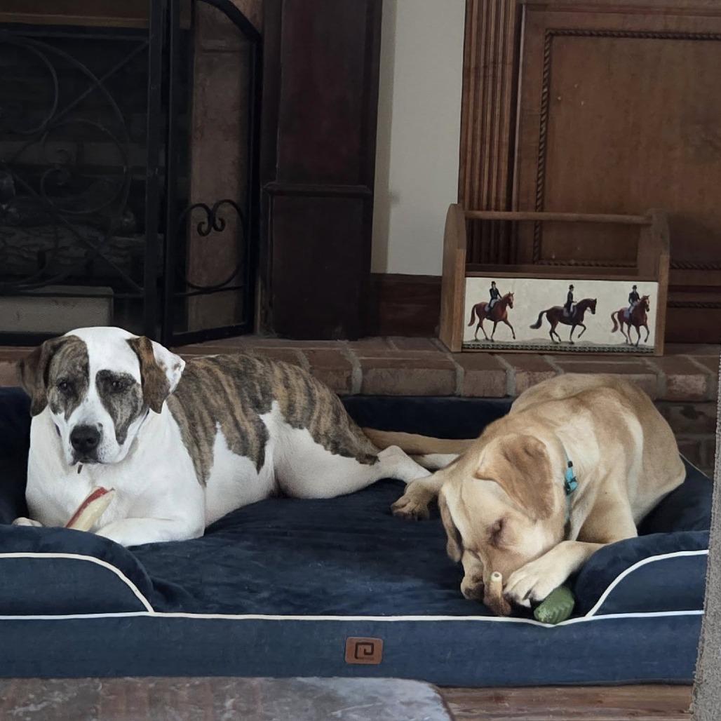 Enlarge Duke Embry, a Adoptable mixed breed in Clarksville, TN image 4/6