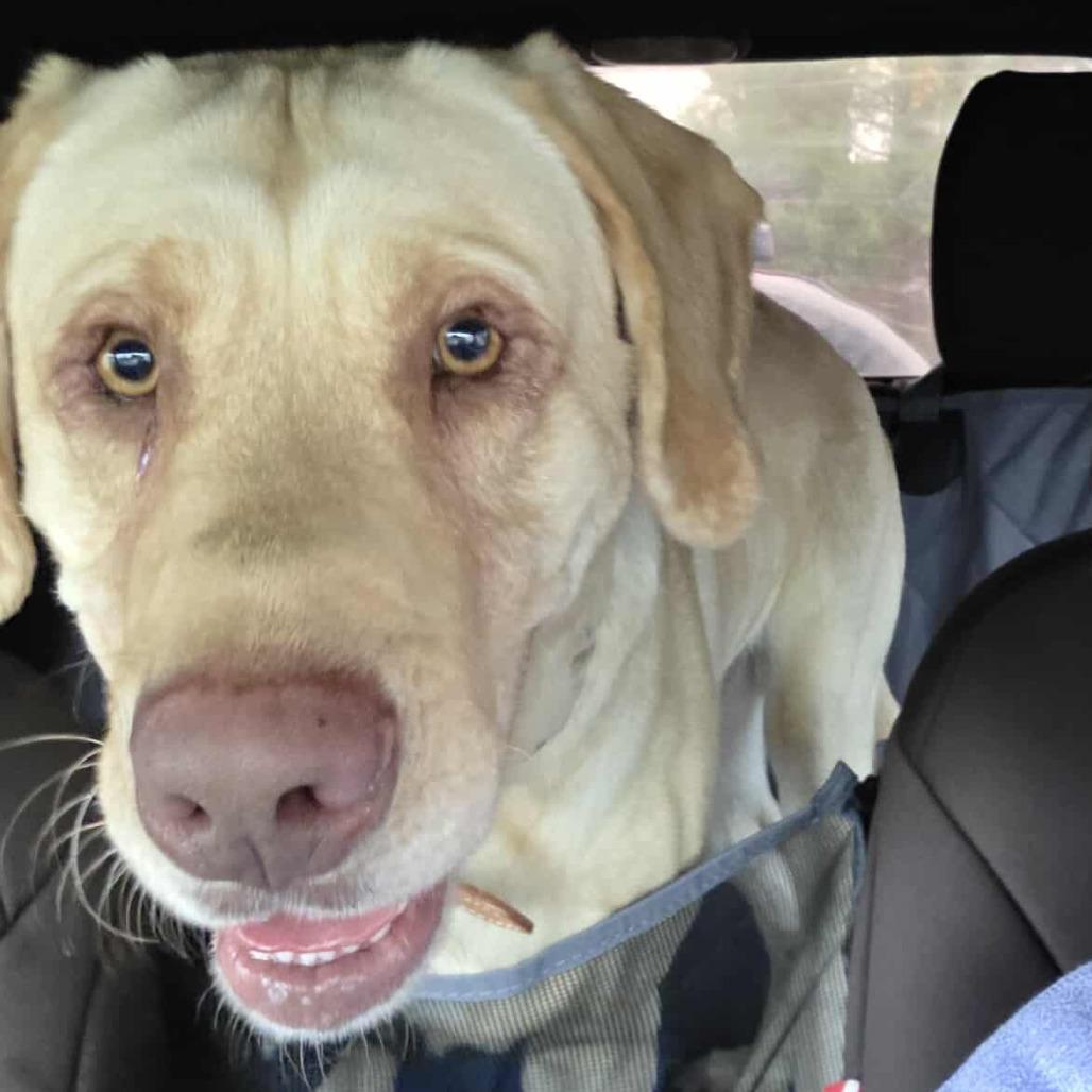 Enlarge Duke Embry, a Adoptable mixed breed in Clarksville, TN image 5/6