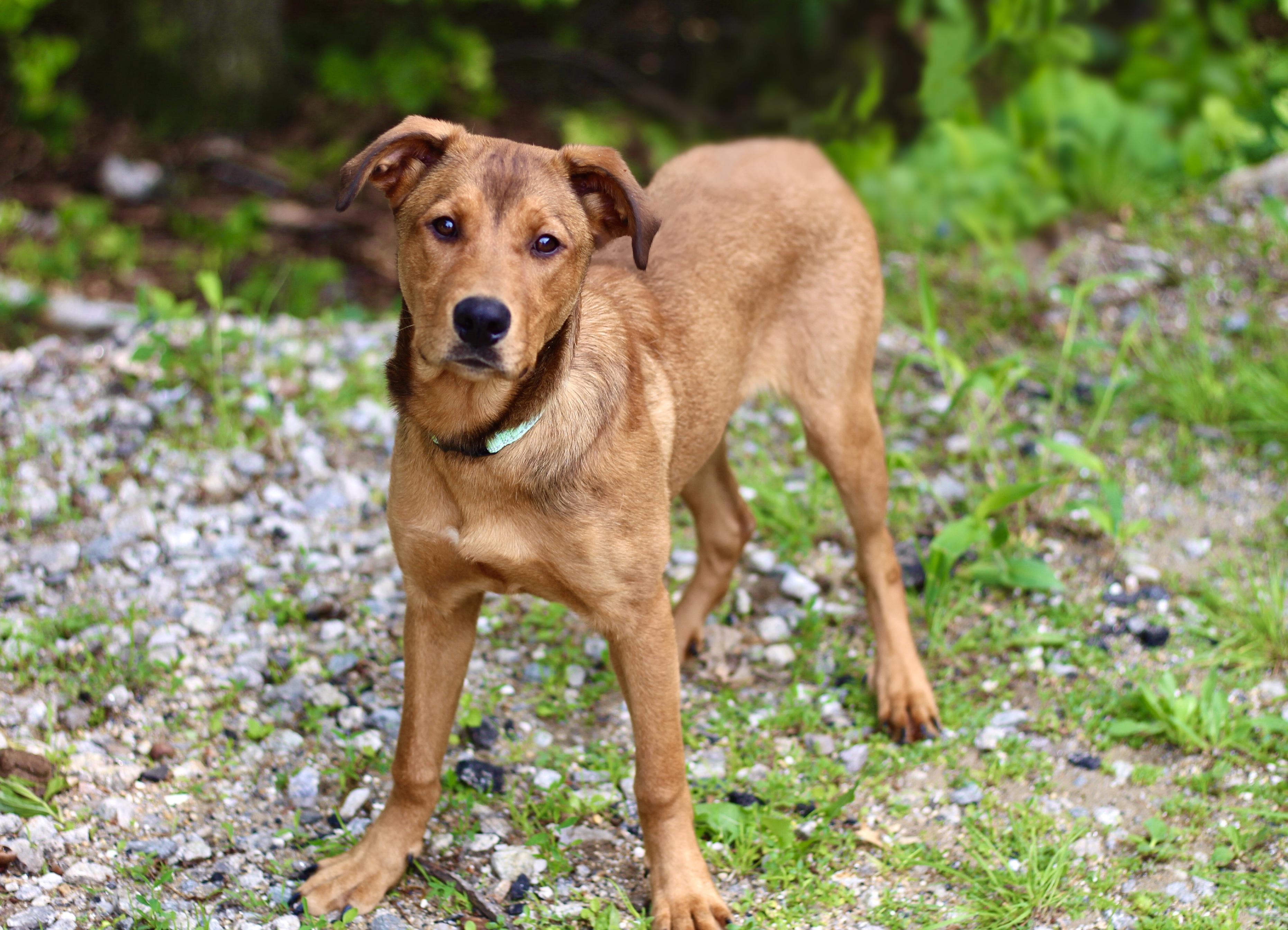 Fico in NH! Come Meet our Adoptable Dogs Wednesday-Saturday. More info in Bio!