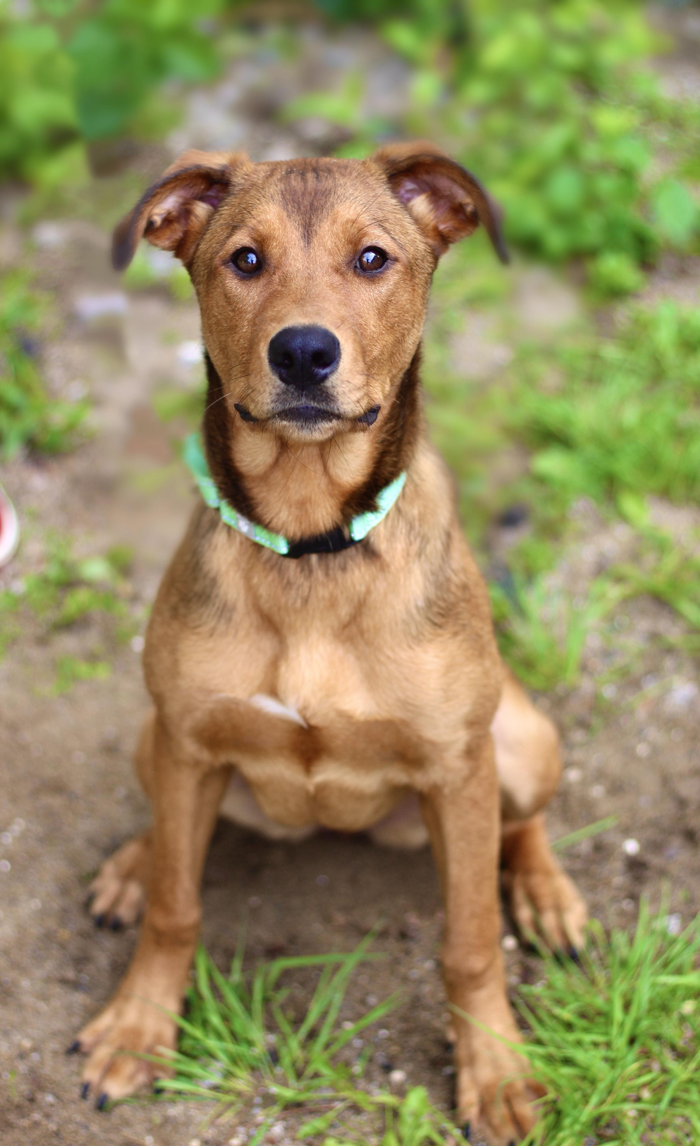 Fico in NH! Come Meet our Adoptable Dogs Wednesday-Saturday. More info in Bio!