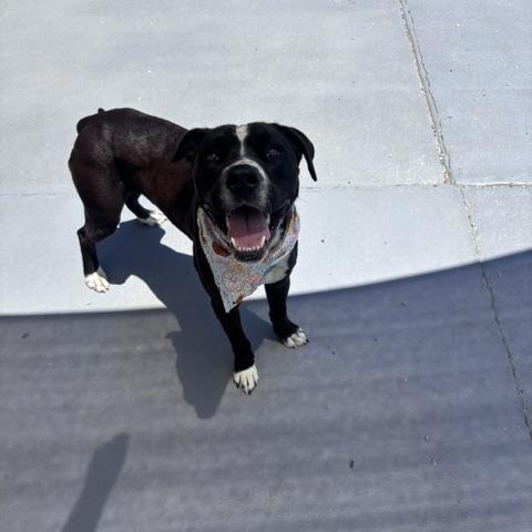 Odin, a ADOPTABLE mixed breed in Marion, NC image 2/4