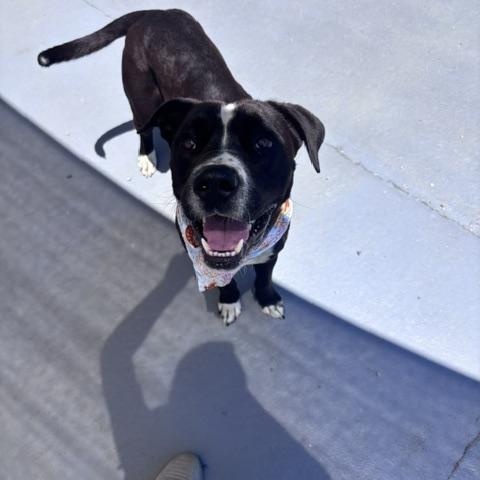 Odin, a ADOPTABLE mixed breed in Marion, NC image 1/4