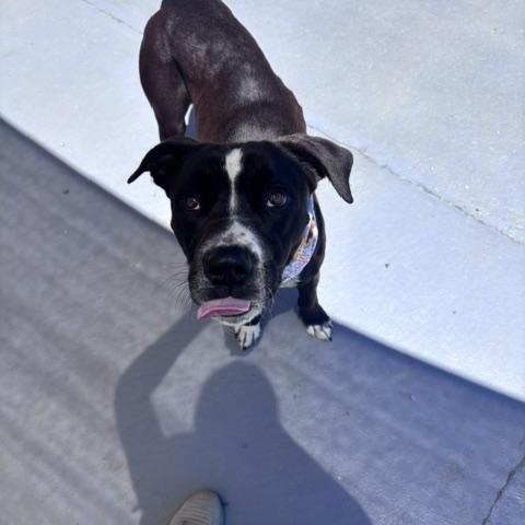 Odin, a ADOPTABLE mixed breed in Marion, NC image 3/4