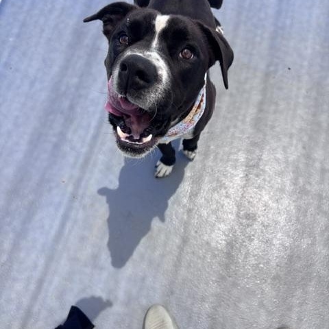 Odin, a ADOPTABLE mixed breed in Marion, NC image 4/4