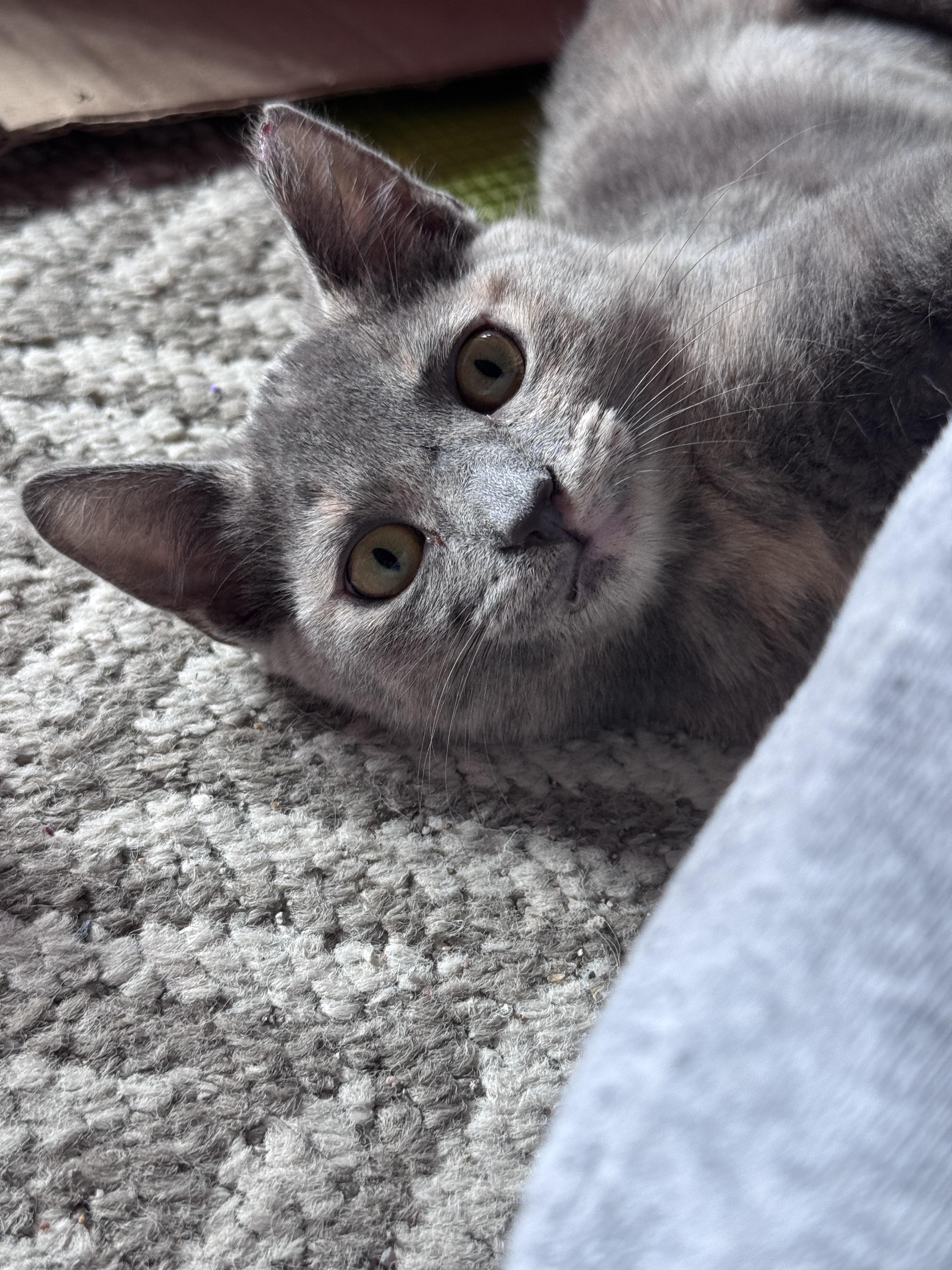 Enlarge Jenny & Jasmine - BONDED PAIR, a Adoptable mixed breed in San Jose, CA image 3/3