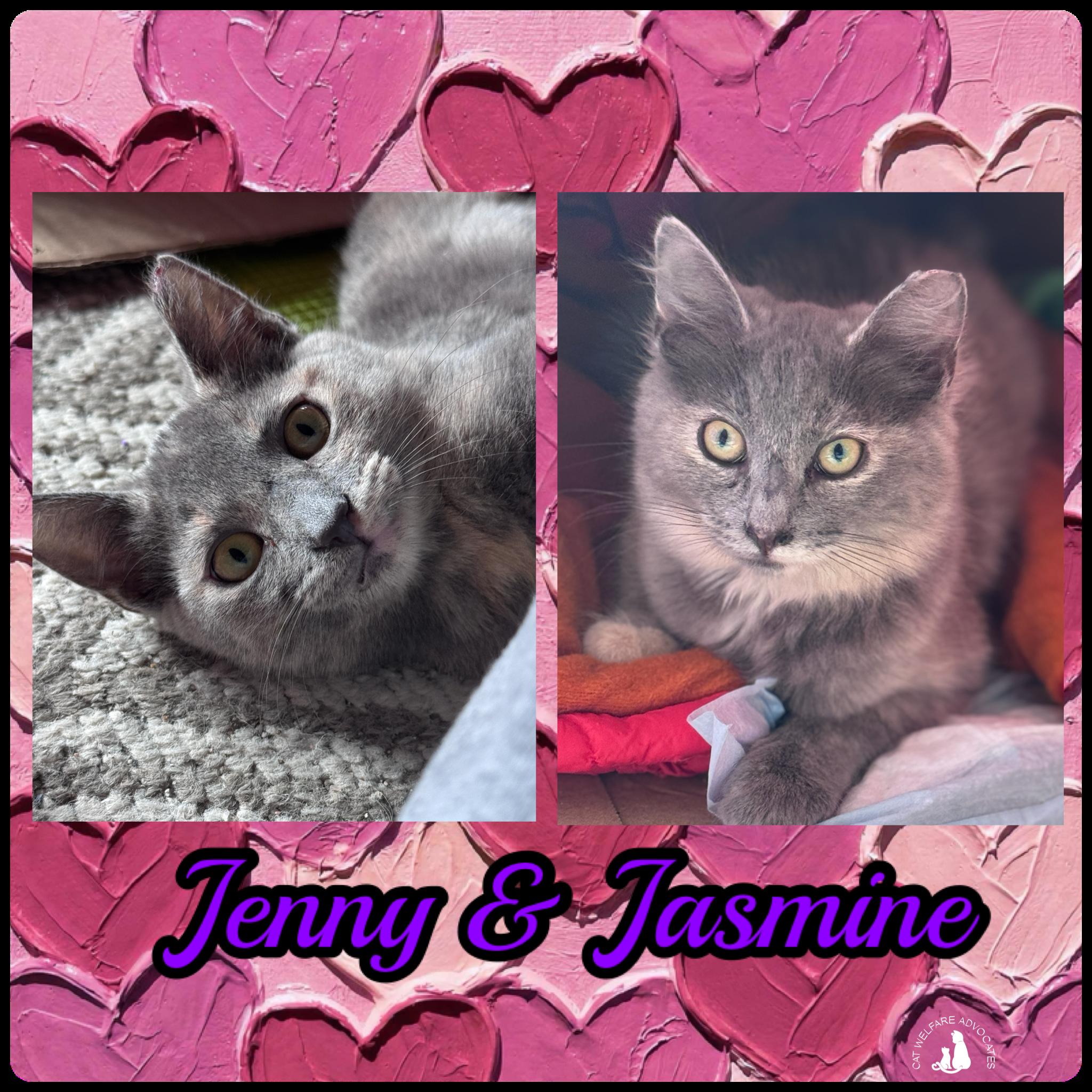 Enlarge Jenny & Jasmine - BONDED PAIR, a Adoptable mixed breed in San Jose, CA image 1/3