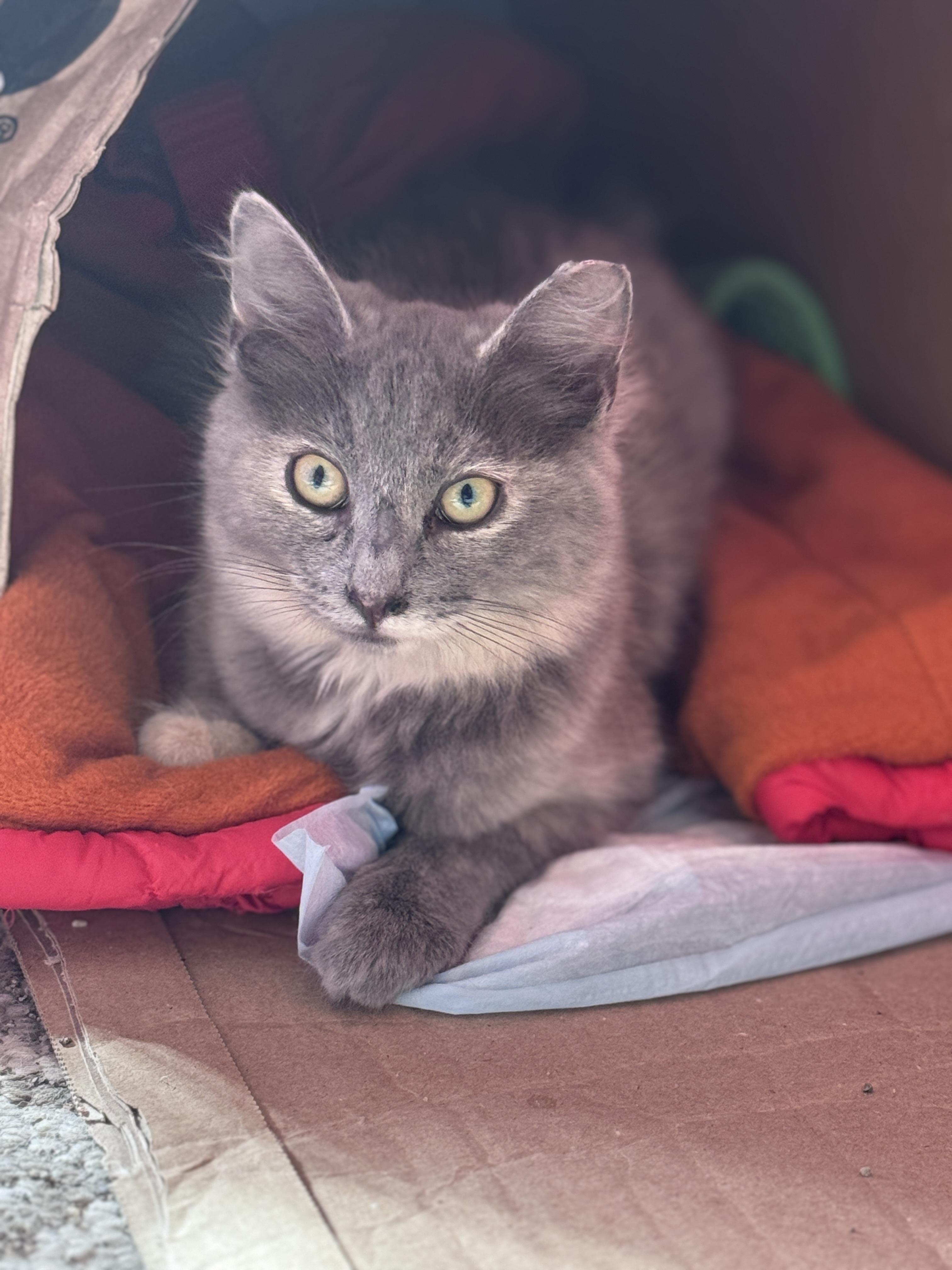 Enlarge Jenny & Jasmine - BONDED PAIR, a Adoptable mixed breed in San Jose, CA image 2/3