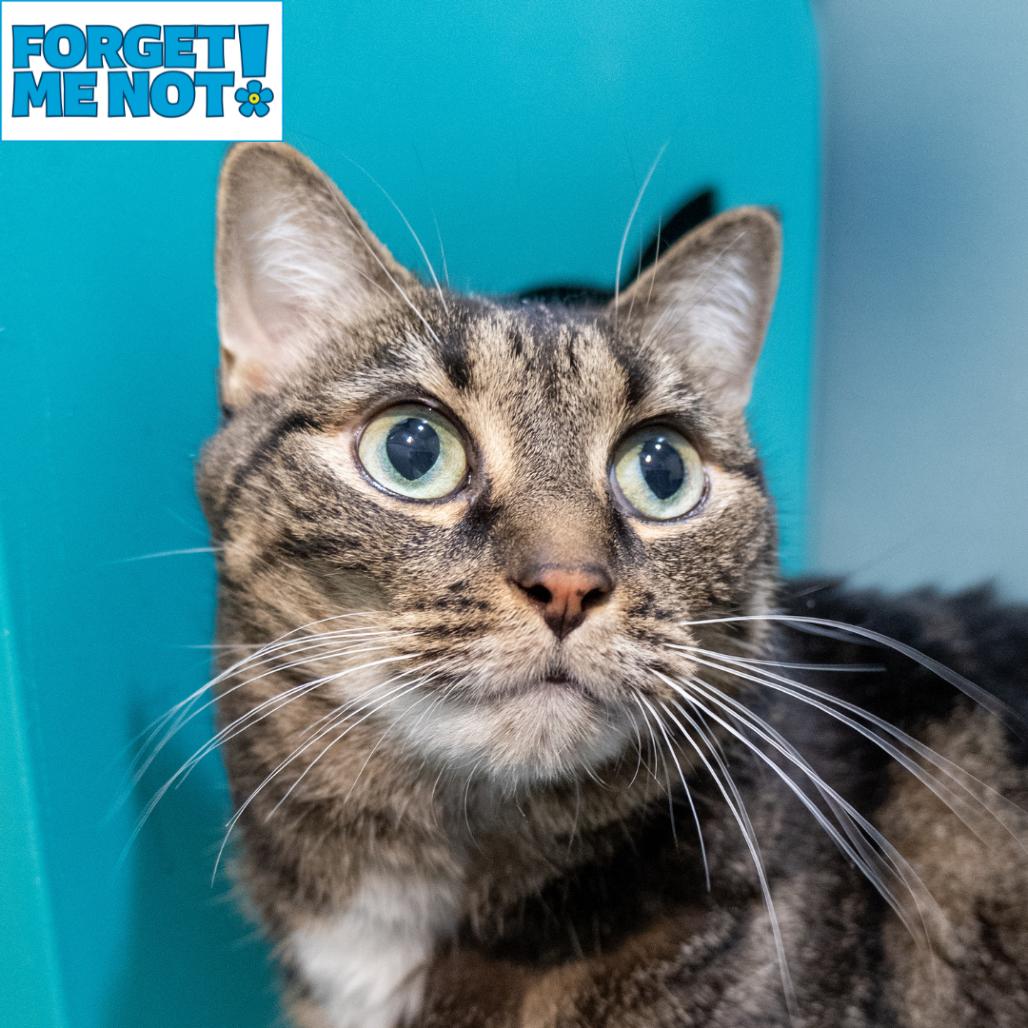 Enlarge Amari, a Adoptable Domestic Short Hair in Baltimore, MD image 1/6