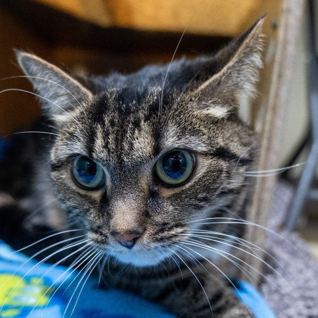 Enlarge Amari, a Adoptable Domestic Short Hair in Baltimore, MD image 2/6