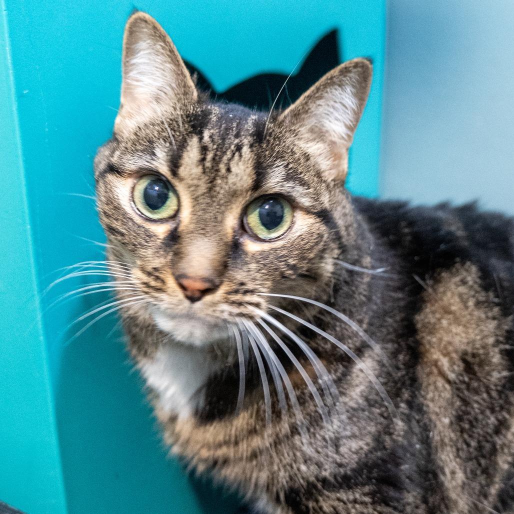 Enlarge Amari, a Adoptable Domestic Short Hair in Baltimore, MD image 3/6