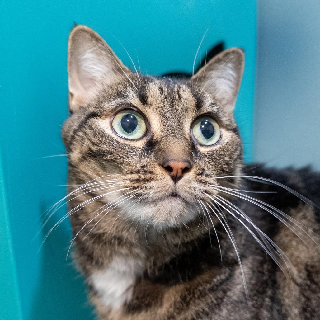 Enlarge Amari, a Adoptable Domestic Short Hair in Baltimore, MD image 4/6
