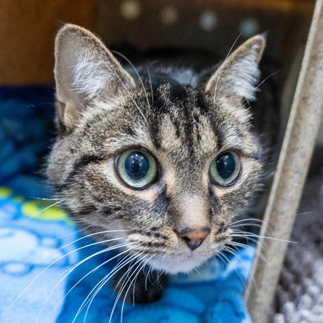 Enlarge Amari, a Adoptable Domestic Short Hair in Baltimore, MD image 5/6