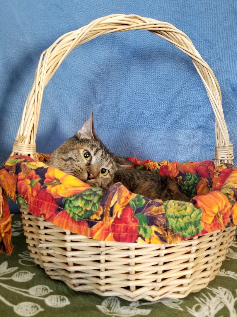 Miracle, an adoptable Domestic Short Hair in Price, UT image 1/6