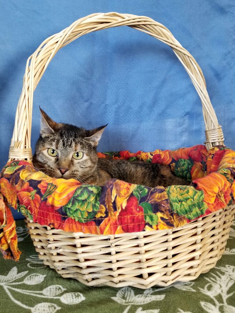 Miracle, an adoptable Domestic Short Hair in Price, UT image 2/6