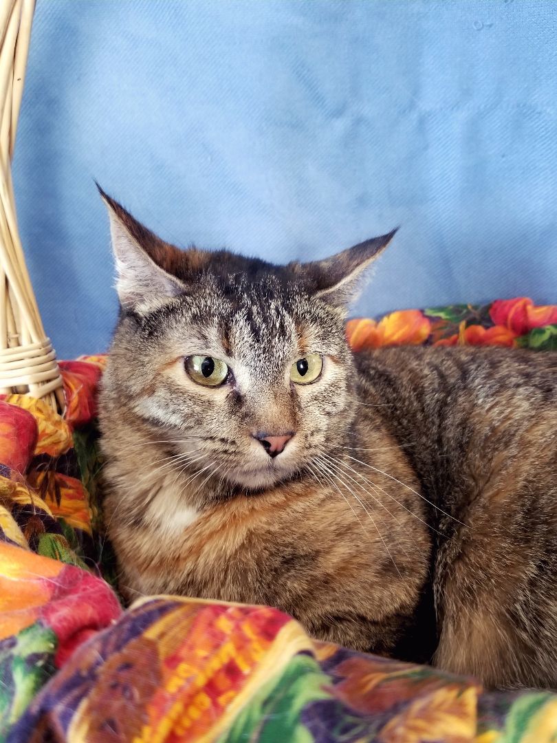 Miracle, an adoptable Domestic Short Hair in Price, UT image 3/6