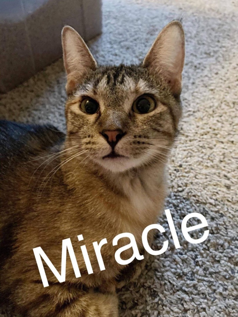 Miracle, an adoptable Domestic Short Hair in Price, UT image 4/6