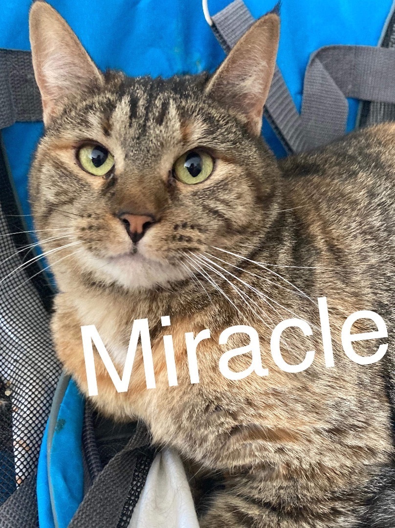 Miracle, an adoptable Domestic Short Hair in Price, UT image 5/6