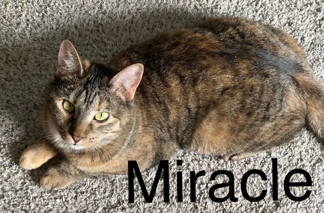 Miracle, an adoptable Domestic Short Hair in Price, UT image 6/6