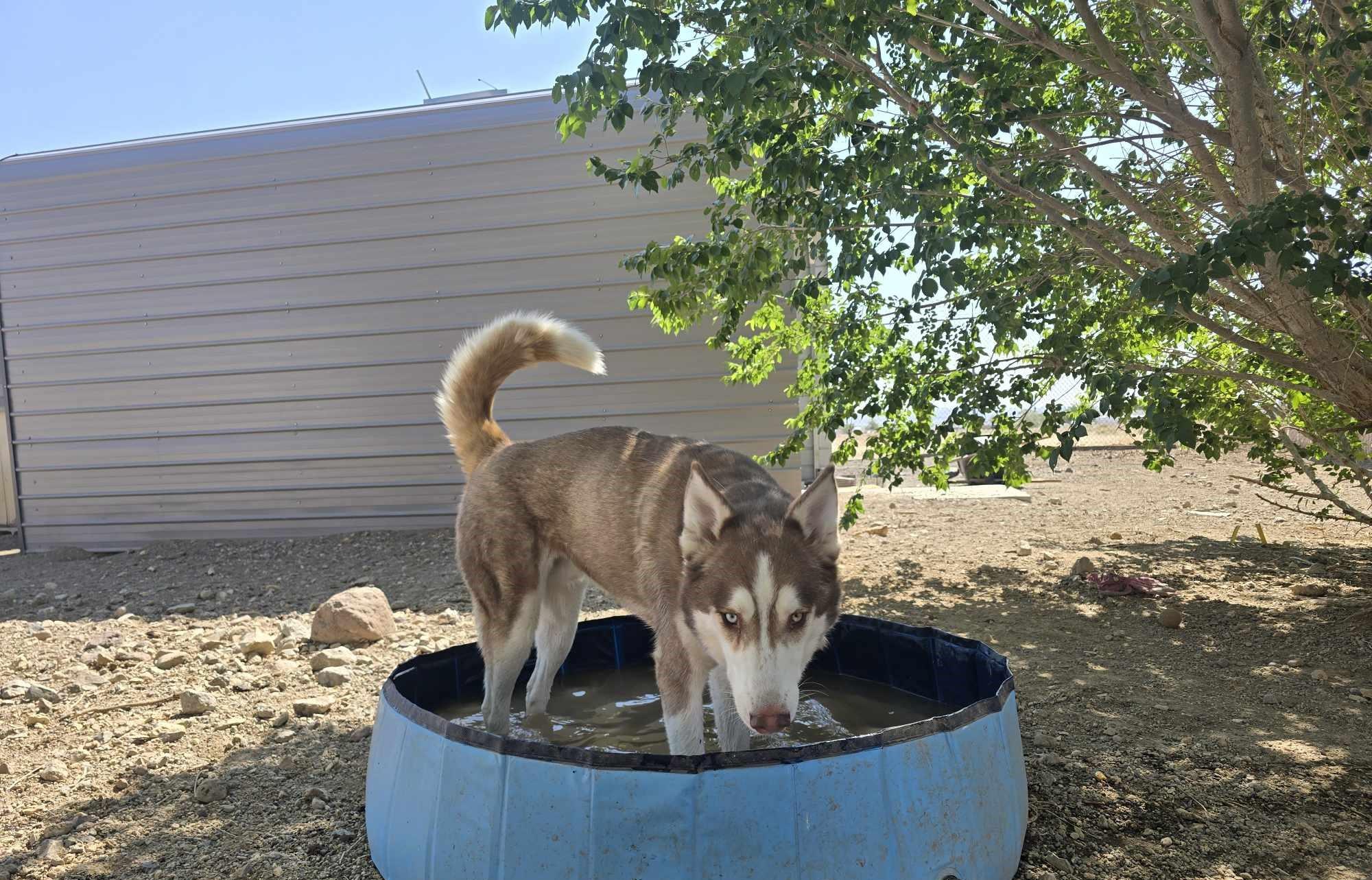 Enlarge Kino, a Adoptable mixed breed in Silver Springs, NV image 1/6