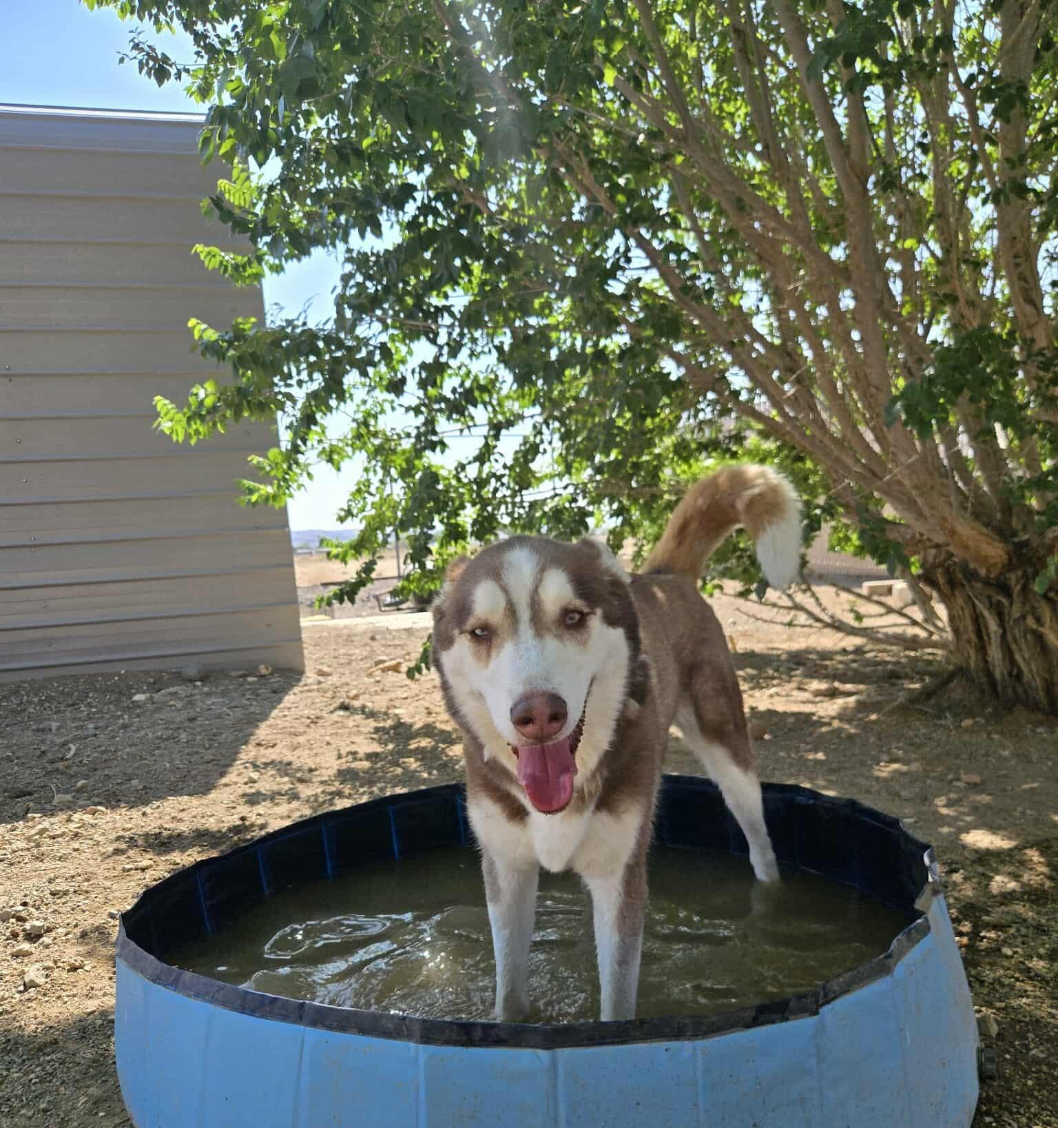 Enlarge Kino, a Adoptable mixed breed in Silver Springs, NV image 2/6