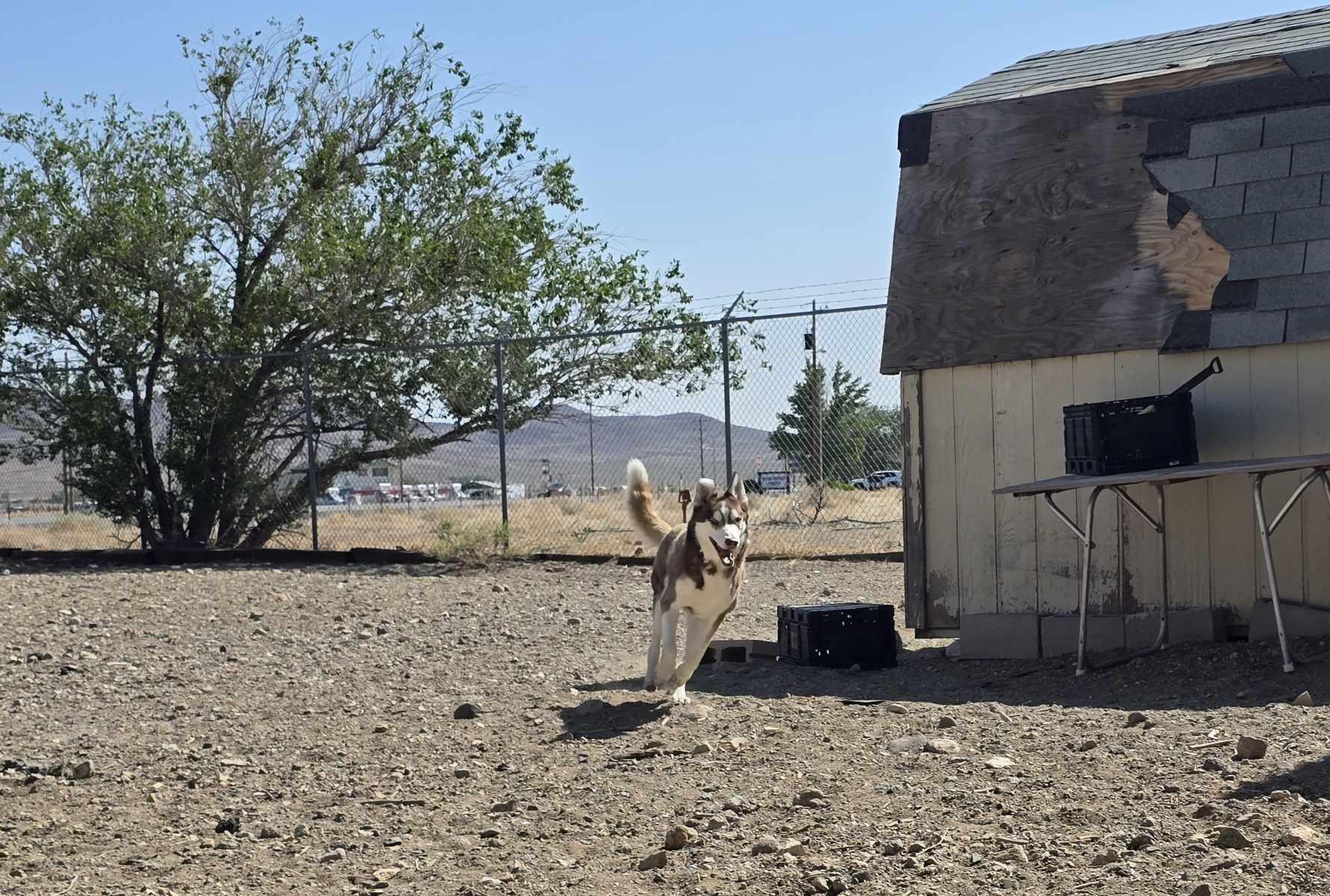 Enlarge Kino, a Adoptable mixed breed in Silver Springs, NV image 3/6