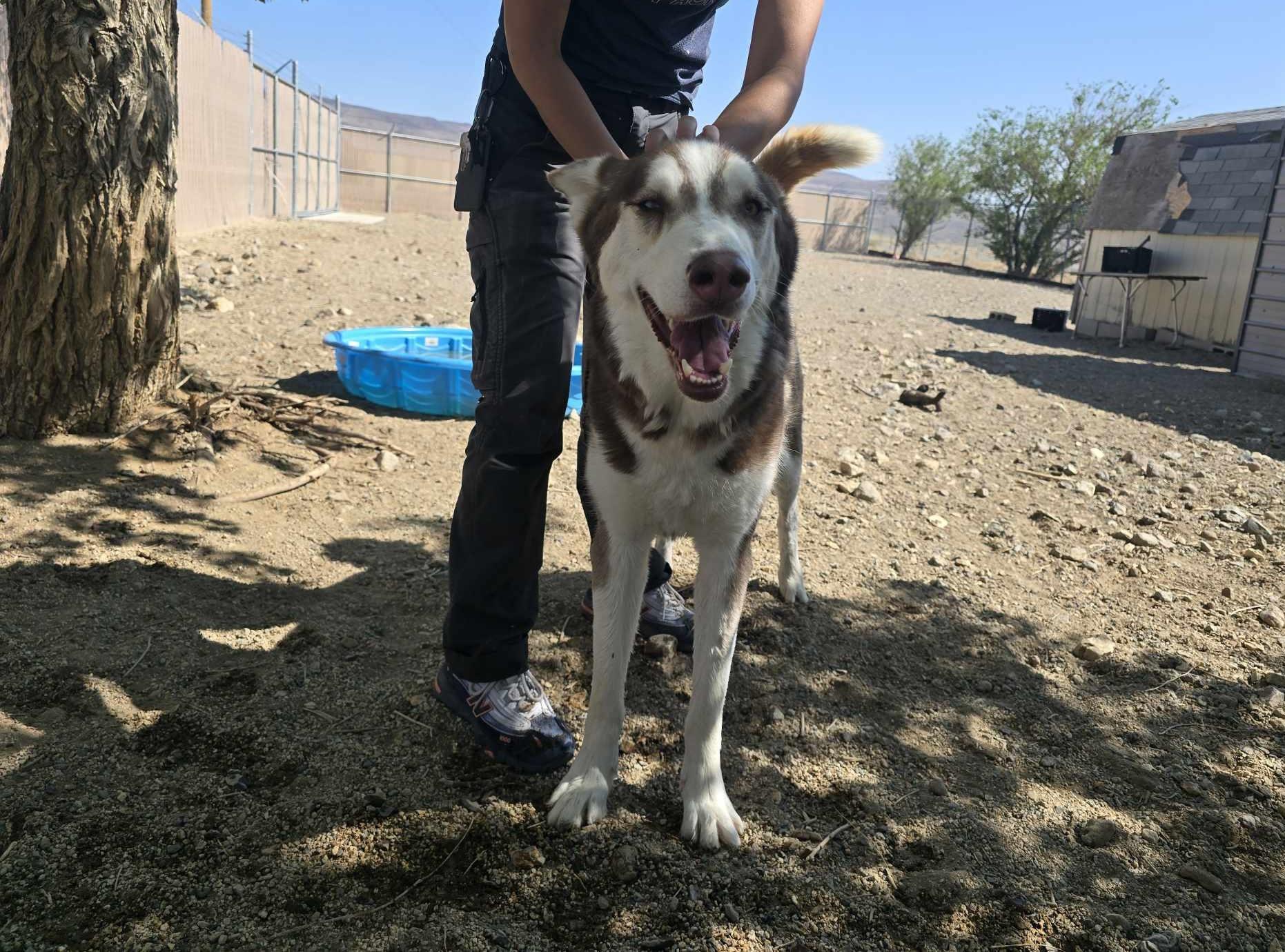 Kino, Adoptable, Adult Male Husky.