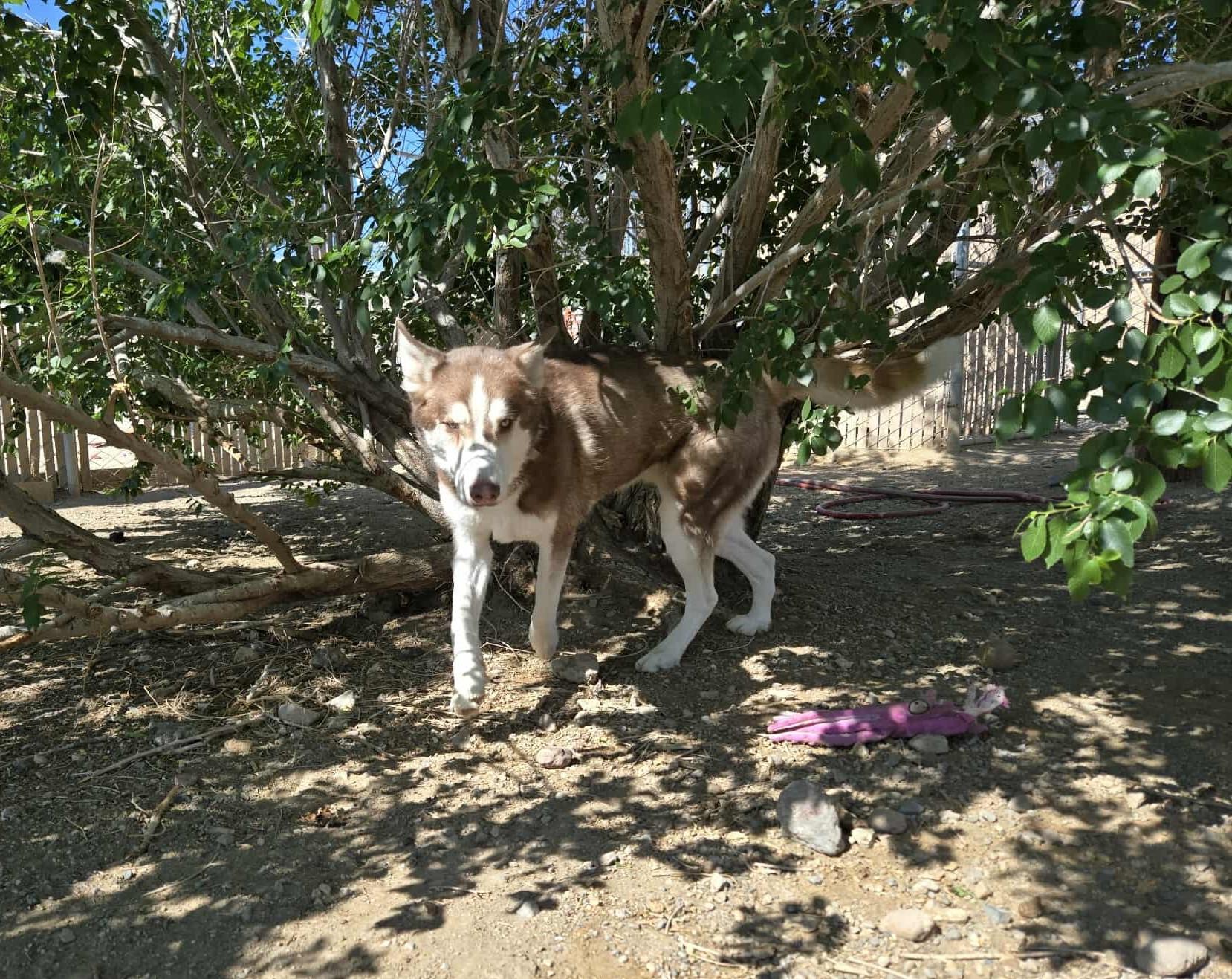 Enlarge Kino, a Adoptable mixed breed in Silver Springs, NV image 5/6