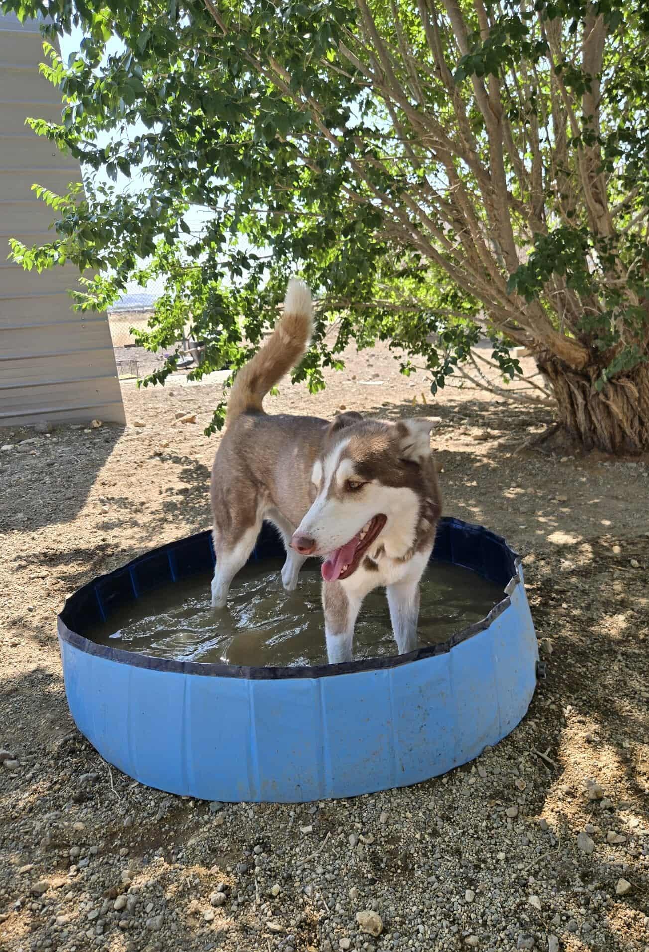 Enlarge Kino, a Adoptable mixed breed in Silver Springs, NV image 6/6