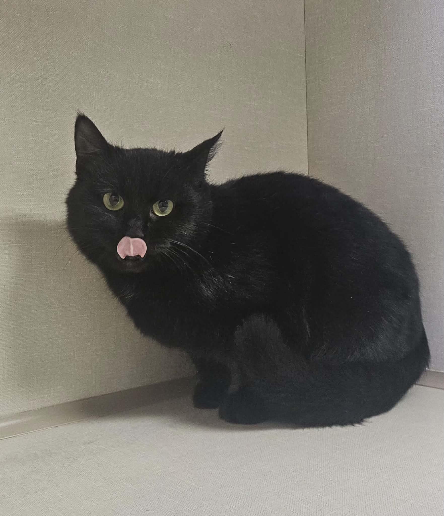 Enlarge Link, an adopted Domestic Short Hair in Wapakoneta, OH image 5/6