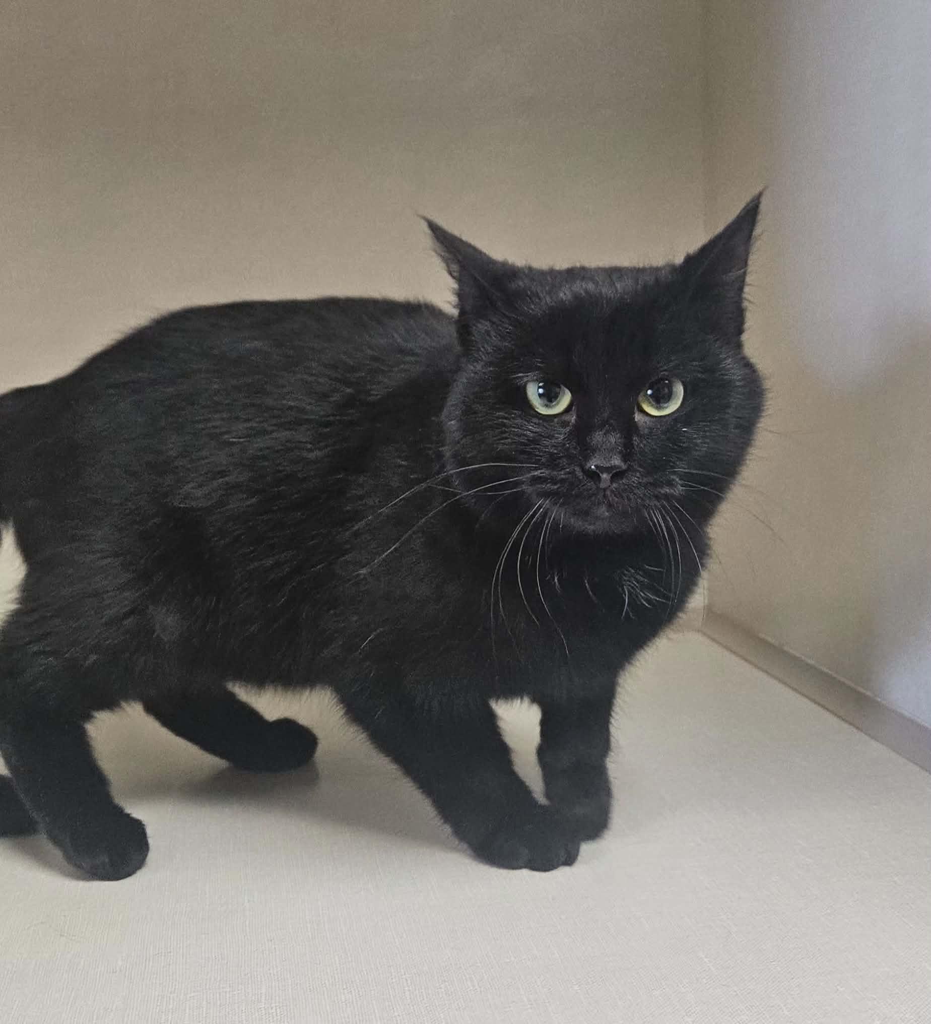 Enlarge Link, an adopted Domestic Short Hair in Wapakoneta, OH image 4/6