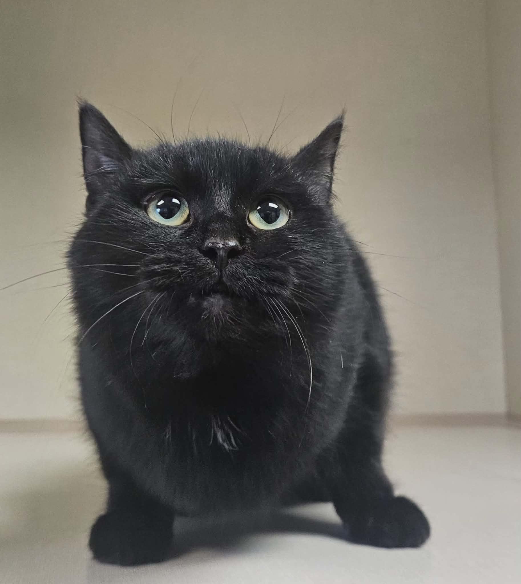 Enlarge Link, an adopted Domestic Short Hair in Wapakoneta, OH image 6/6