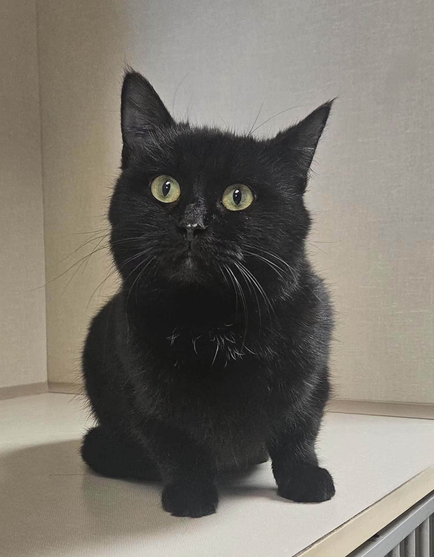 Enlarge Link, an adopted Domestic Short Hair in Wapakoneta, OH image 1/6