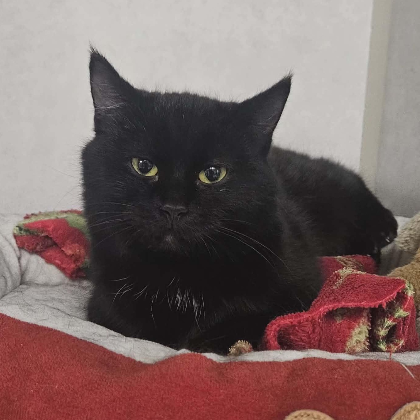 Enlarge Link, an adopted Domestic Short Hair in Wapakoneta, OH image 3/6