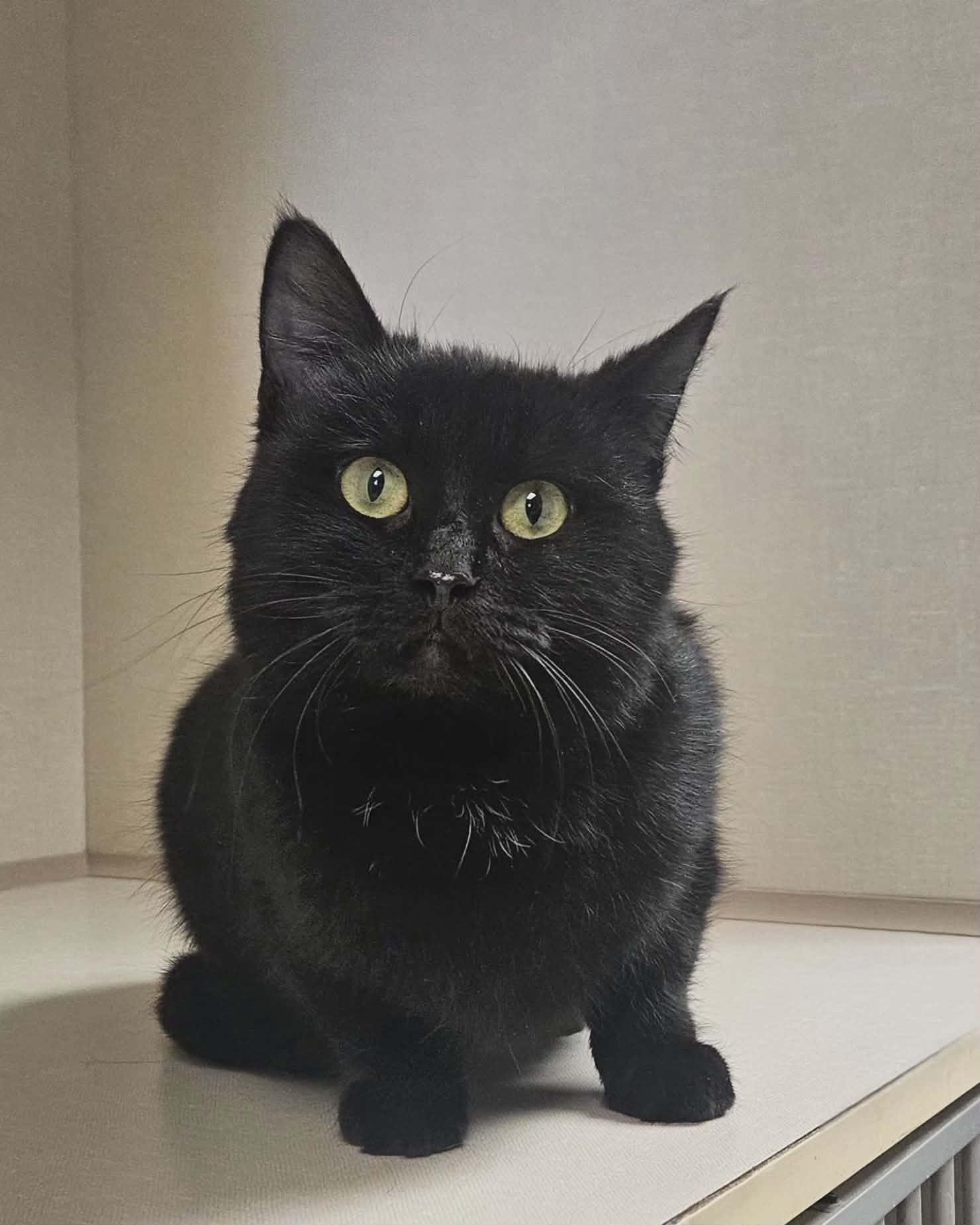 Enlarge Link, an adopted Domestic Short Hair in Wapakoneta, OH image 2/6