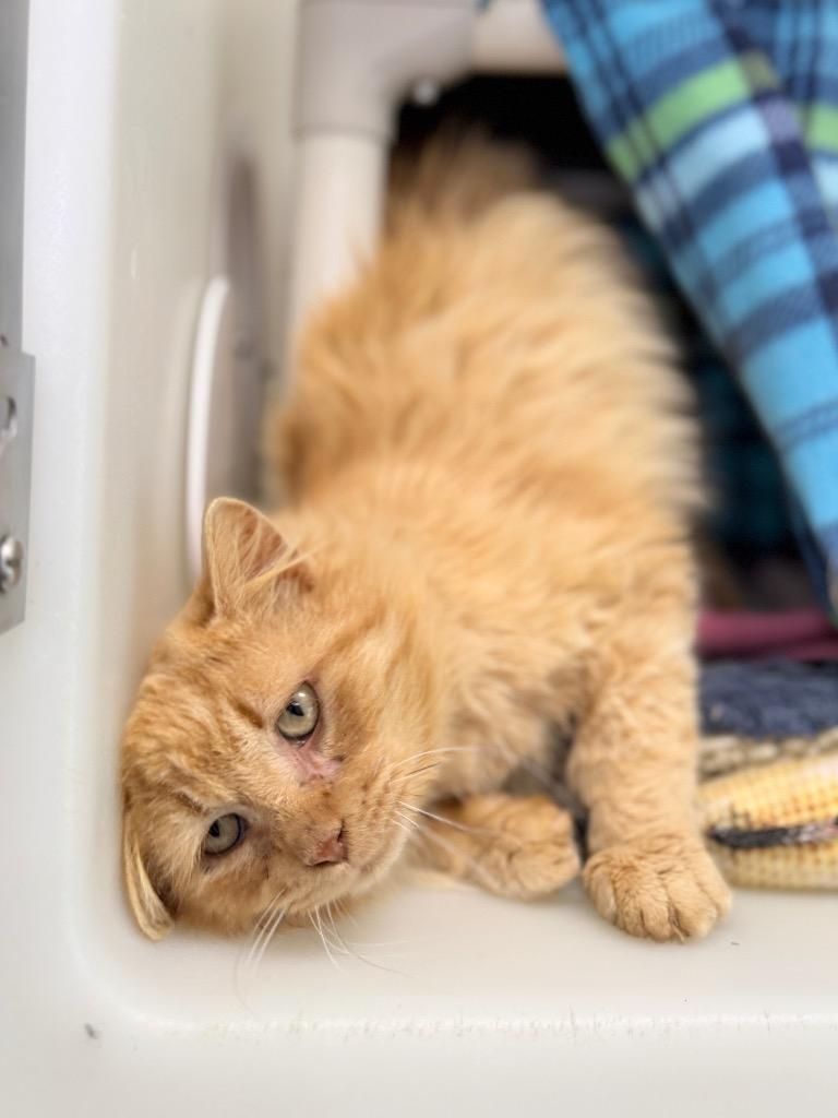 Cautious, Adoptable, Adult Male Domestic Long Hair.