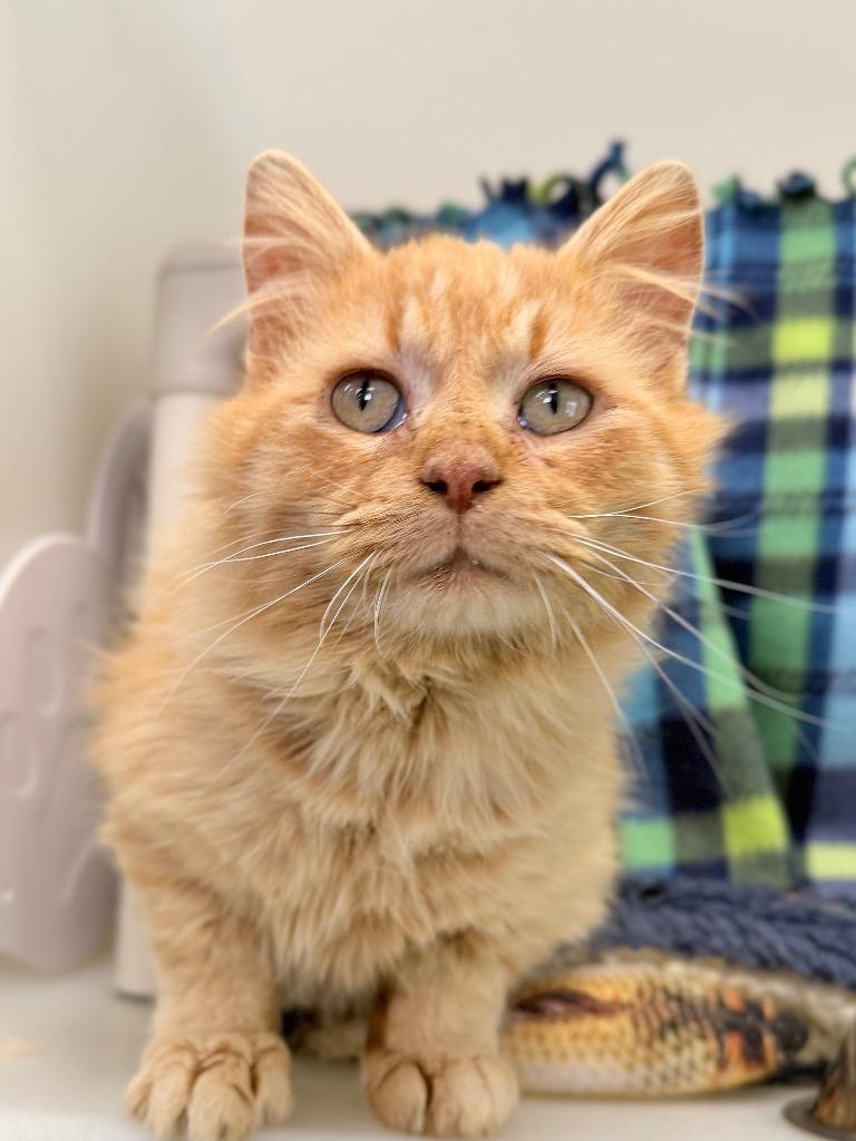 Cautious, a Adoptable mixed breed in Menomonie, WI image 3/3