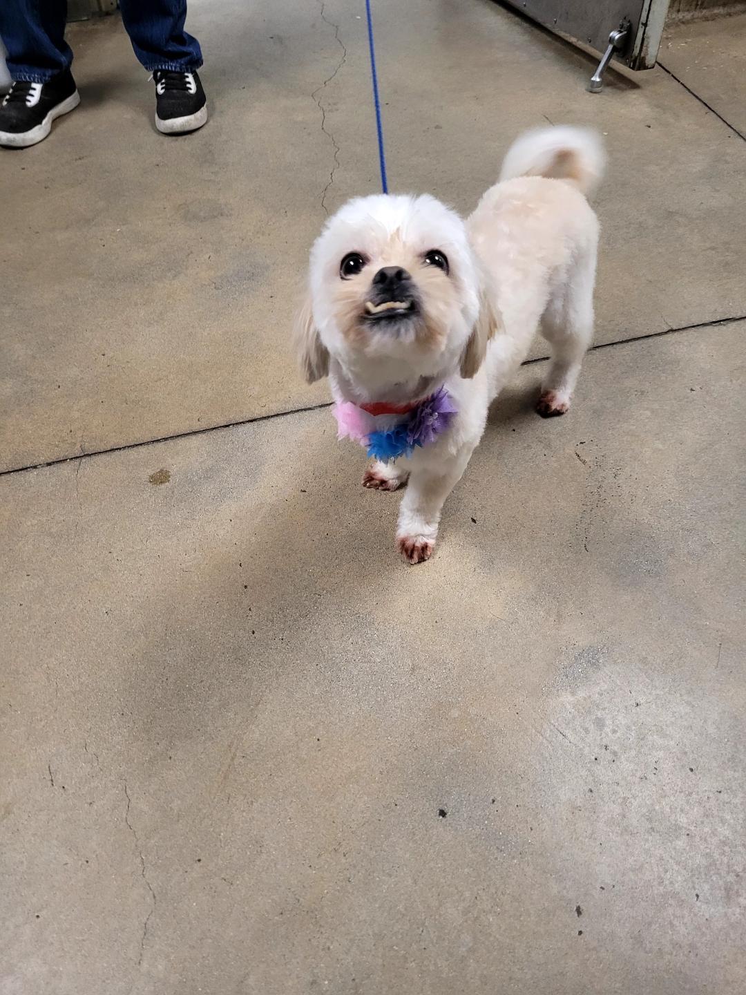 Enlarge Lord, an adopted mixed breed in Los Angeles, CA image 1/1