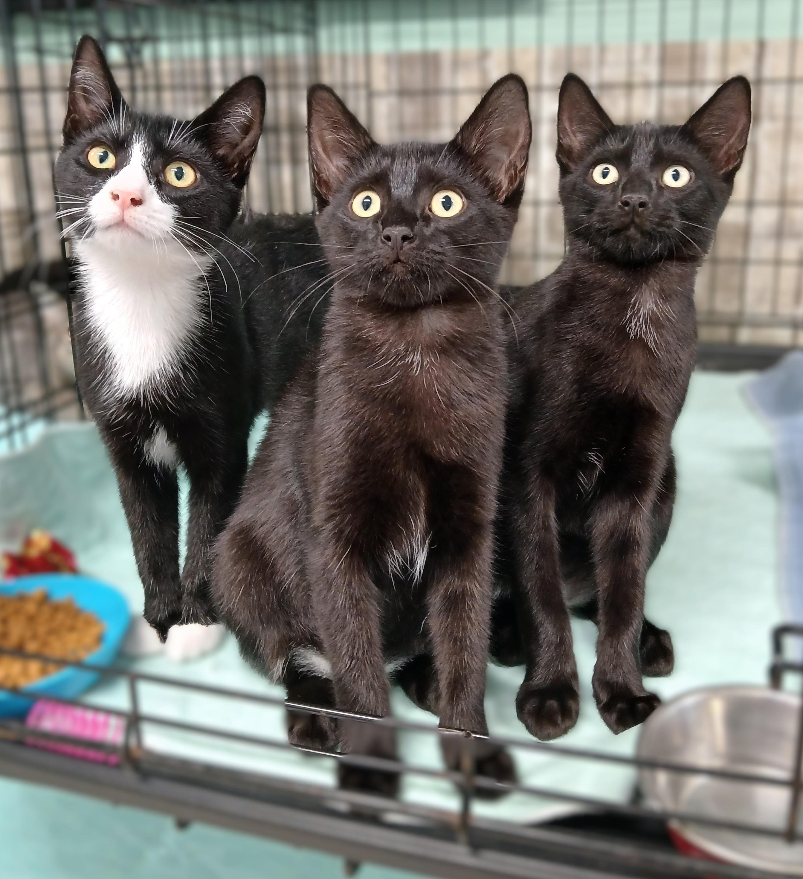Enlarge Zoro, a Adoptable mixed breed in Germansville, PA image 4/5