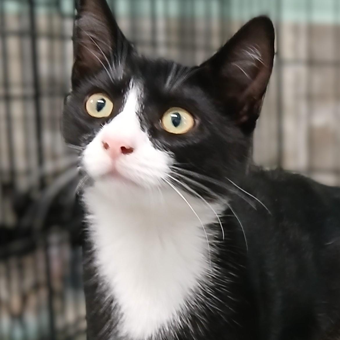Zoro, Adoptable, Young Male Domestic Short Hair & Tuxedo.