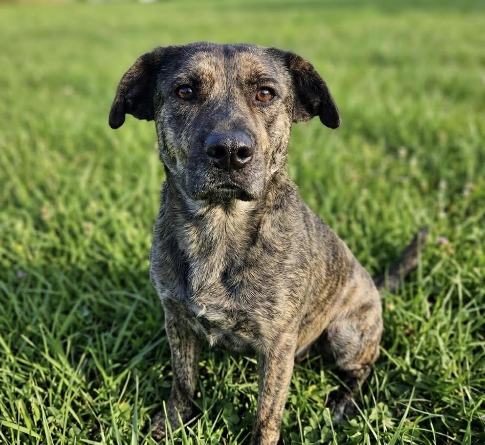 Enlarge Kassia, a ADOPTABLE mixed breed in Cumming, GA image 2/2