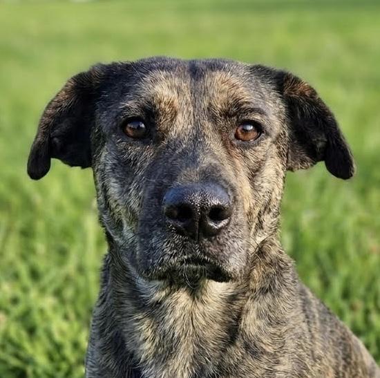 Enlarge Kassia, a ADOPTABLE mixed breed in Cumming, GA image 1/2