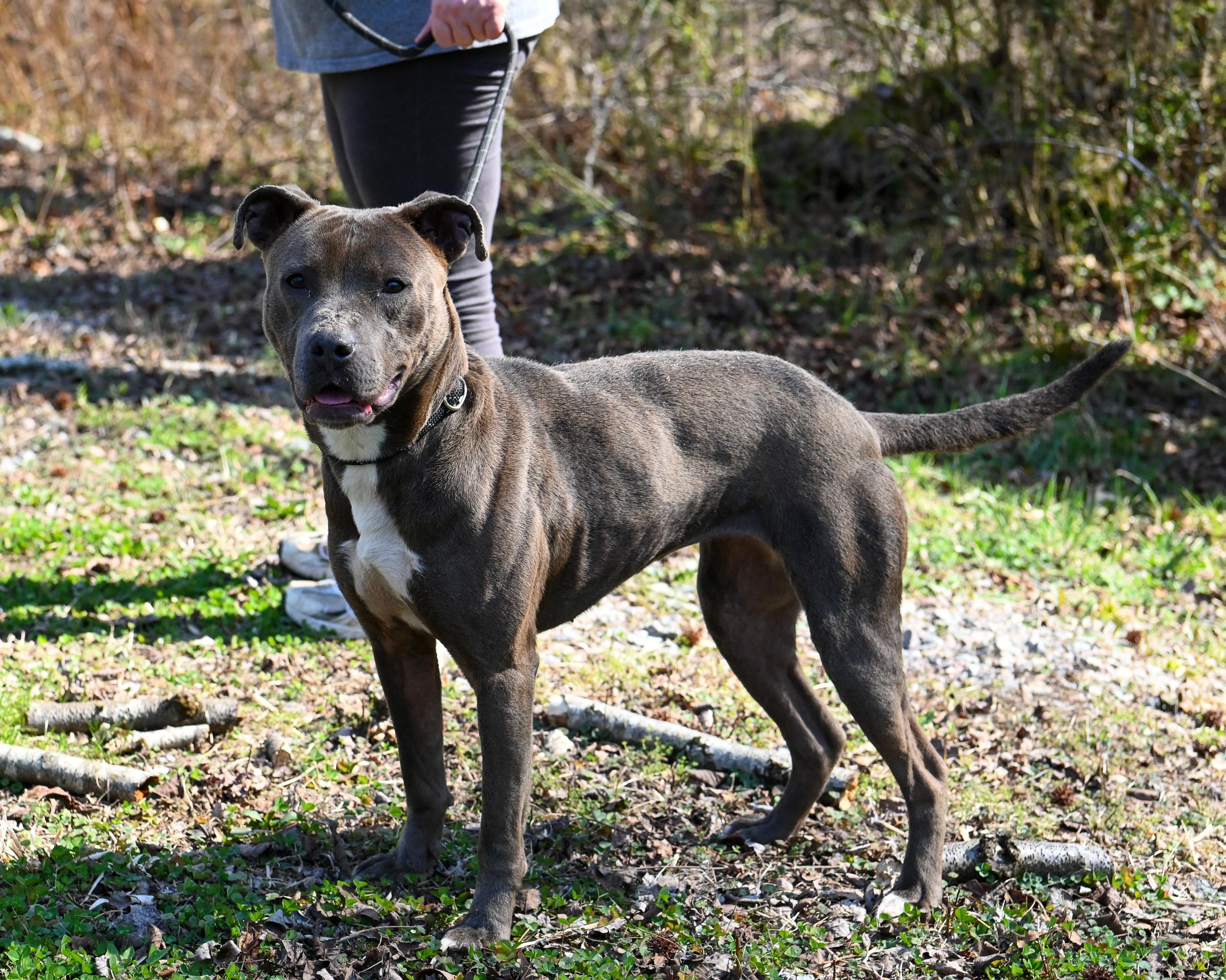 Enlarge Sky, a ADOPTABLE Pit Bull Terrier in Petersburg, VA image 4/6