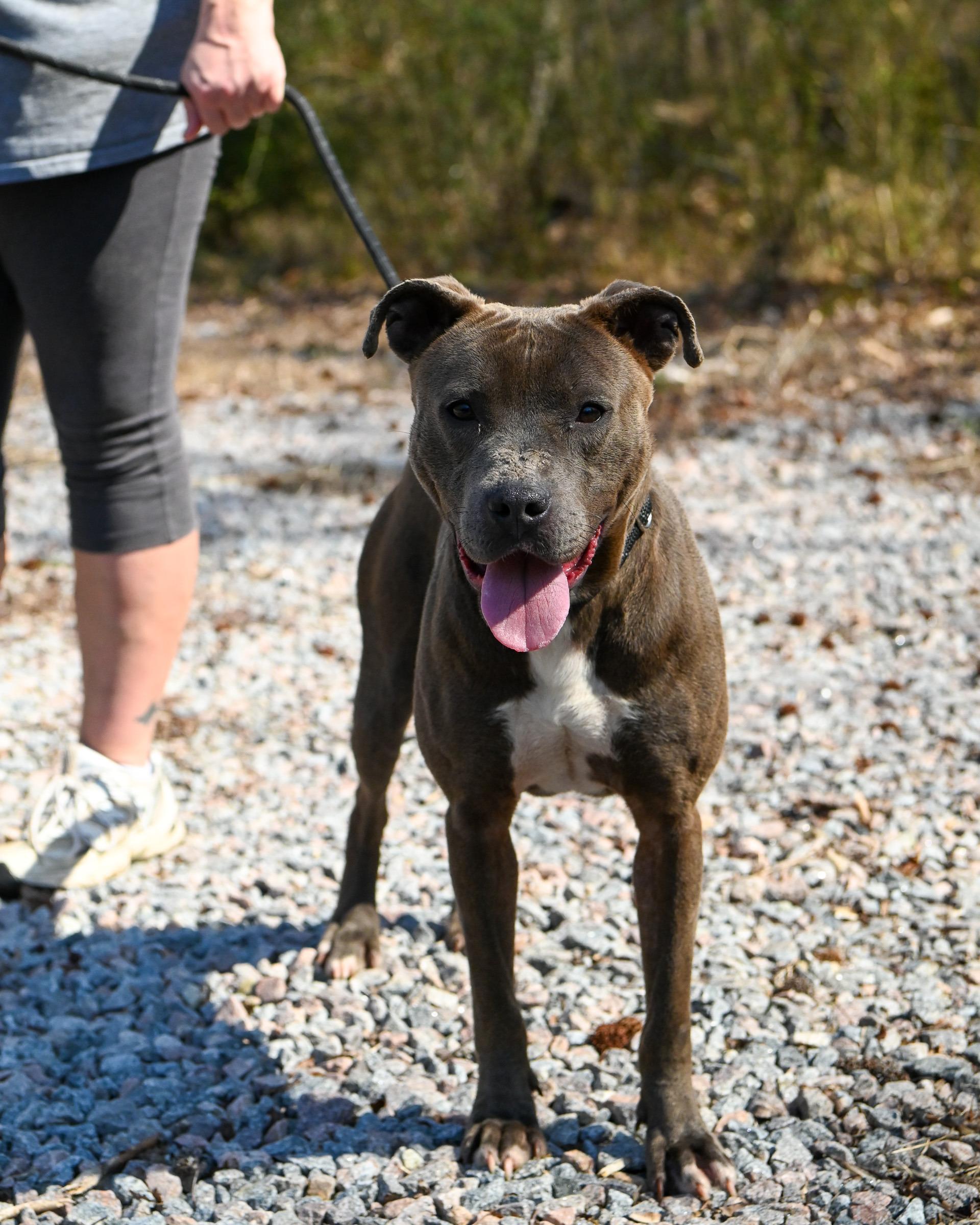 Enlarge Sky, a ADOPTABLE Pit Bull Terrier in Petersburg, VA image 2/5