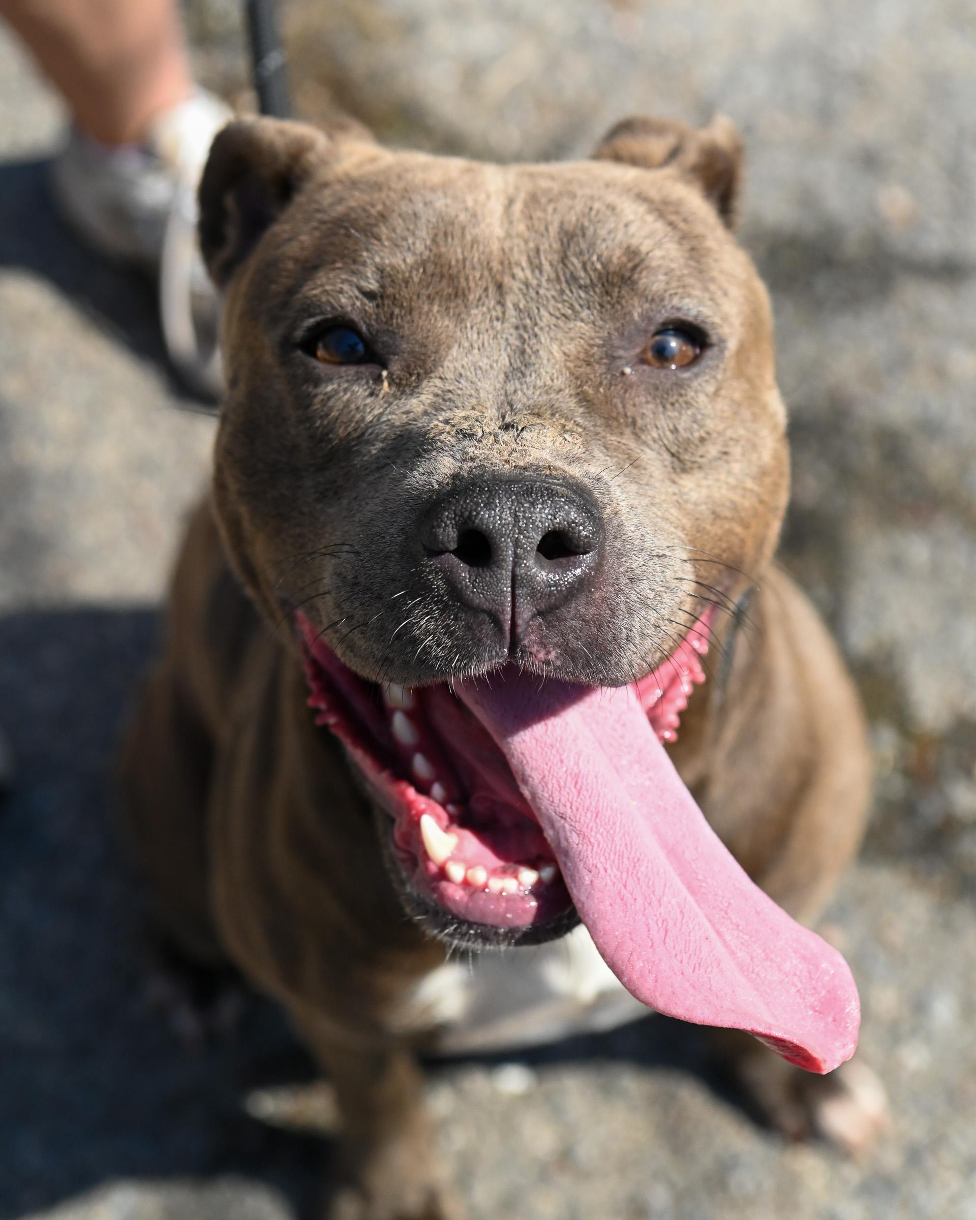 Sky, ADOPTABLE, Adult Female Pit Bull Terrier.